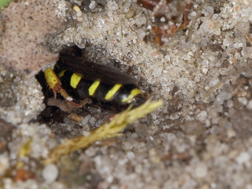 Field digger wasp, photo 4 of 10