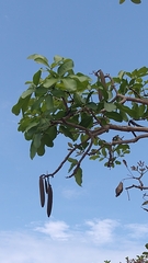 Tabebuia aurea