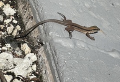 Ameiva ameiva