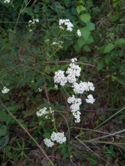 Stevia ovata