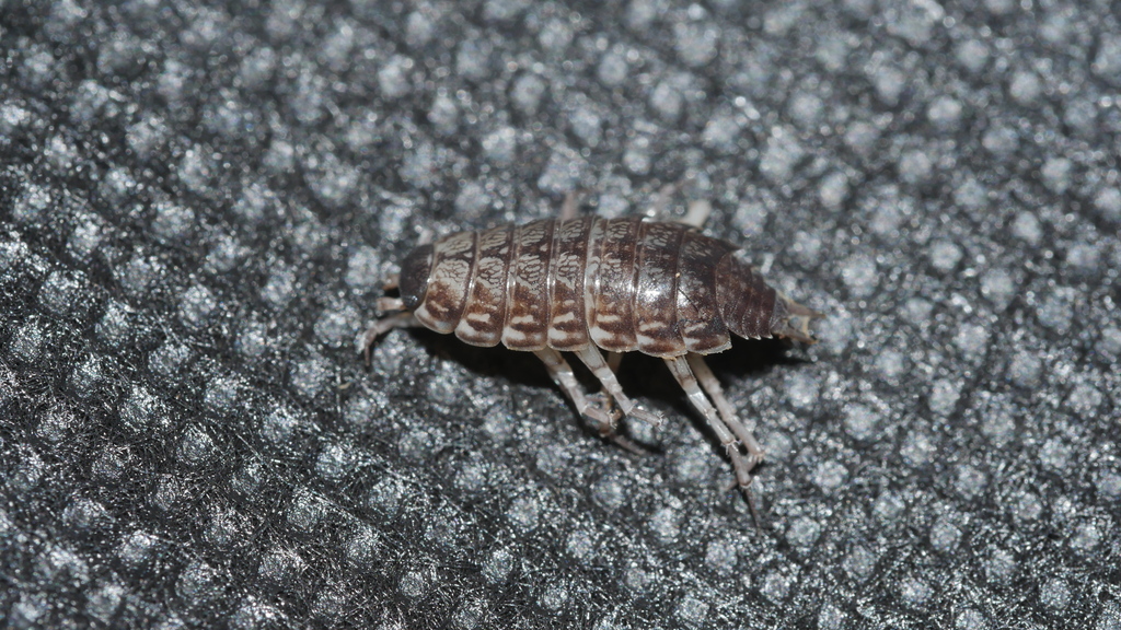 striped woodlouse