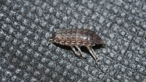 striped woodlouse