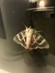 Catocala nupta