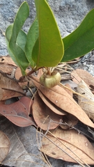 Annona