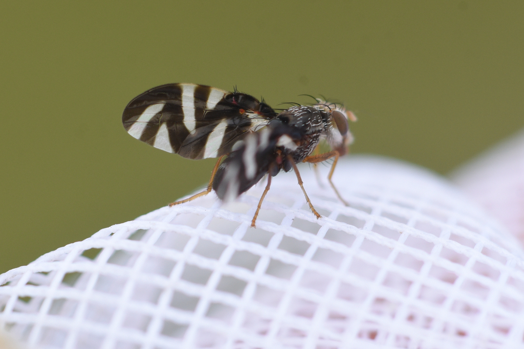 Stenopa vulnerata