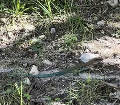 Ameiva ameiva