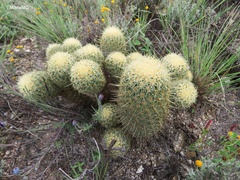 Coryphantha erecta