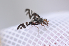 Stenopa vulnerata