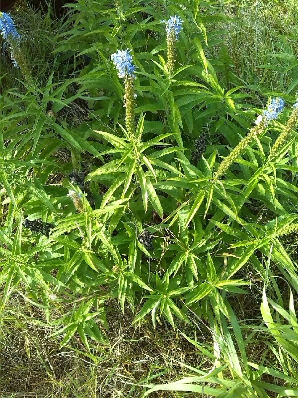 Veronica longifolia, Gendtse Polder