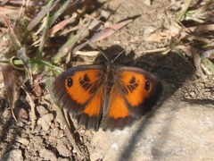Pyronia cecilia