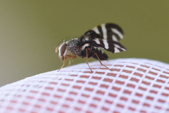 Stenopa vulnerata