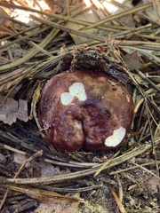 Stropharia rugosoannulata