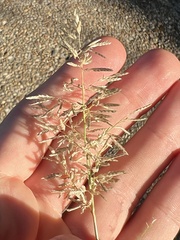 Eragrostis barrelieri