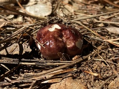 Stropharia rugosoannulata