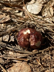 Stropharia rugosoannulata