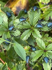 Alcaeorrhynchus grandis