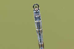 Lestes unguiculatus