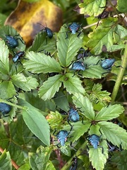 Alcaeorrhynchus grandis