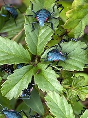 Alcaeorrhynchus grandis