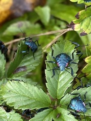 Alcaeorrhynchus grandis