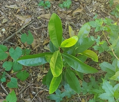 Magnolia
