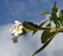 Plumeria rubra