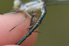 Sciomyzidae