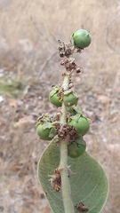 Byrsonima verbascifolia