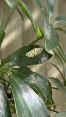 Herpetogramma pertextalis