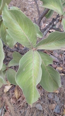 Byrsonima verbascifolia