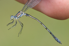 Lestes unguiculatus