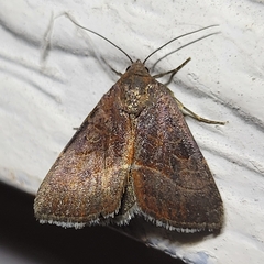 Galgula partita