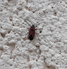 Neacoryphus bicrucis