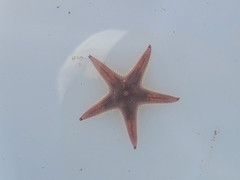 Astropecten verrilli