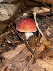 Russula rosacea