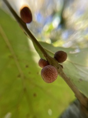 Kokkocynips imbricariae