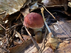 Russula rosacea