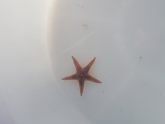 Astropecten verrilli