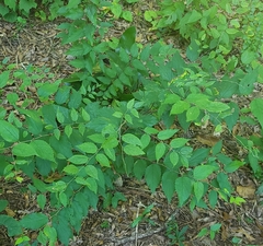 Celtis tenuifolia