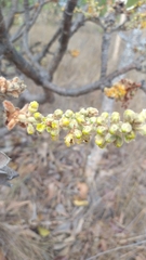 Byrsonima verbascifolia