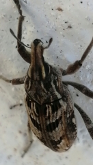 Coniocleonus excoriatus