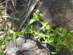 Stellaria flaccida
