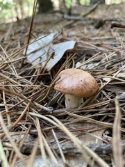 Suillus weaverae