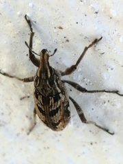 Coniocleonus excoriatus