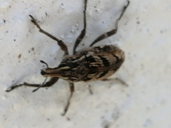Coniocleonus excoriatus