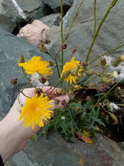 Sonchus arvensis arvensis