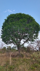 Eriotheca gracilipes