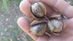 Carya myristiciformis