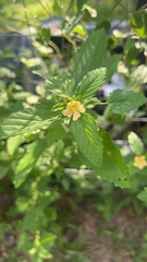 Malvastrum coromandelianum