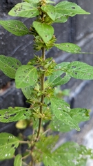 Acalypha rhomboidea